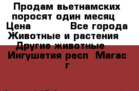 Продам вьетнамских поросят,один месяц › Цена ­ 3 000 - Все города Животные и растения » Другие животные   . Ингушетия респ.,Магас г.